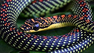 You've NEVER Seen a Snake Like This!