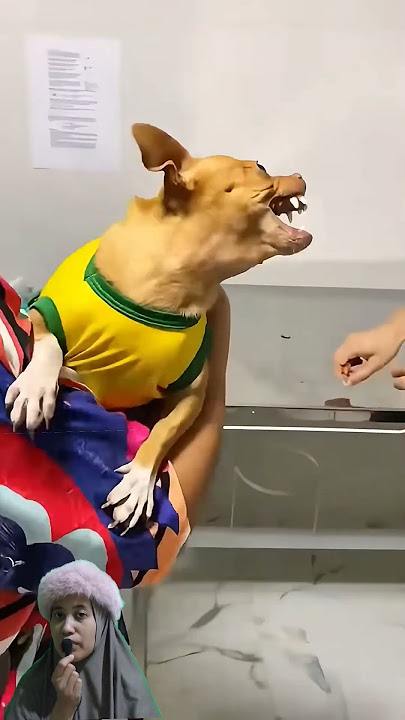 The Funniest Animal Moments Ever! #funnypets #funnyvideos #animalshorts #funny