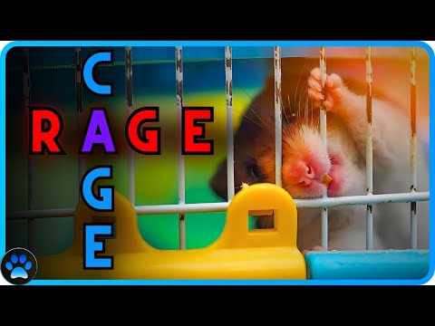 วีดีโอ: Cage Rage in Hamsters: คู่มือฉบับสมบูรณ์