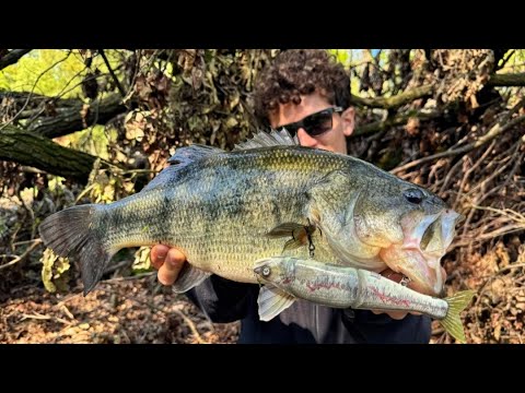 BASSFISHING dal PIEDE in PREFREGA: CATTURE a SWIMBAIT (#bassfishing #fishing #pesca)