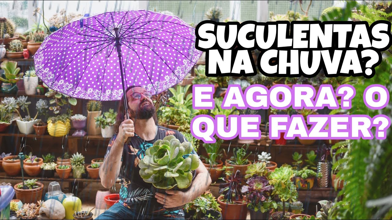 Suculentas Podem Ficar Na Chuva ?