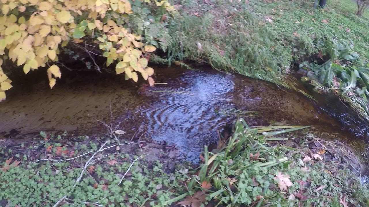 Two salmon spawning in Crescent Creek Gig Harbor YouTube