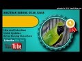 Kumpulan Masteran Suara Kicau Burung Cucak Ijo Full Volume 1 Omkicau(.mp3 .mp4) Mp3 - Mp4 Download