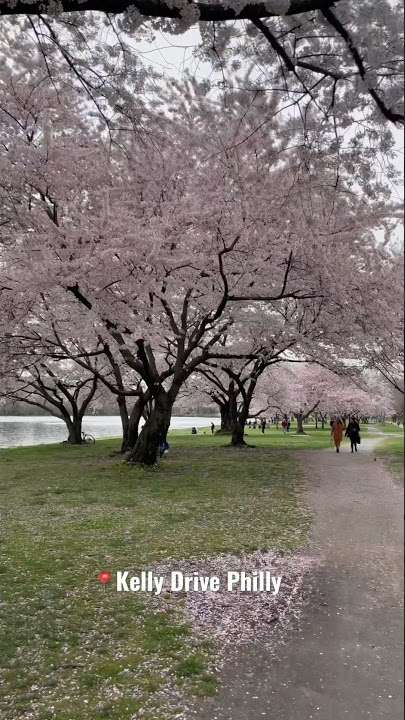 #youtubeshorts #shortvideo #shortsfeed #fyp #philly #philadelphia #cherryblossom #sakura #spring
