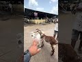 ₹40000 Ka Bakra ₹21000 Me Mila Do Bakra | Deonar Bakra Mandi Me | Saste Hue Bakre Deonar Me