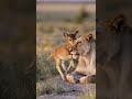 Baby Deer does not know the danger and plays with the lioness #shorts #animals