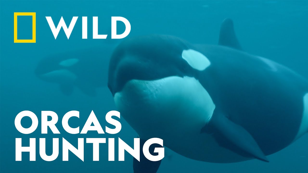 Orca Hunt Small Whale | Beneath the Waves | National Geographic WILD UK