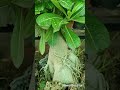 Why leaf pruning of Adeniums #mitabishnoigardentips