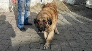 Zholi 80Cm 7 Years Old Illyrian Shepherd