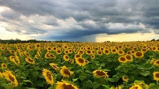 Sunflower Field TimeLapse