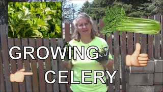 Growing Celery from Seed / Planting Celery/ Updates and Tips