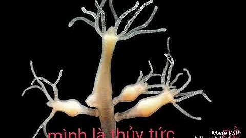 Đa Dạng Ngành Ruột Khoang( SV Biển)