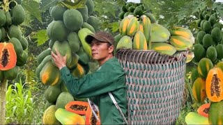 Harvesting wild papaya go to Market sell  - And  cooking