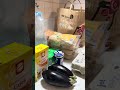 Cumpărături REWE #groceryshopping