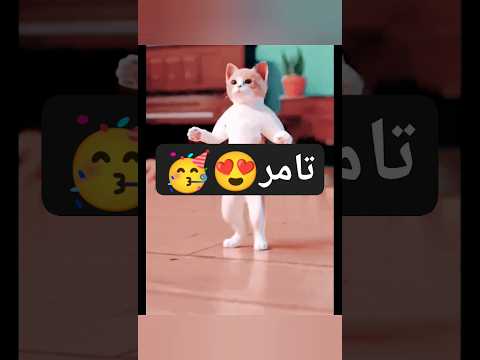 تامر تامر تامر الحلو تامر تامر