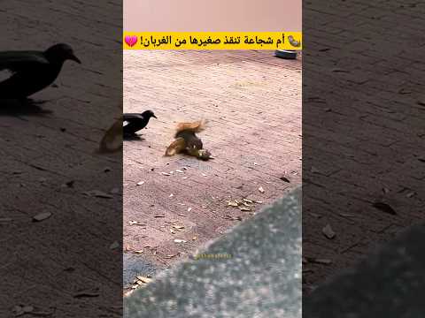 أم شجاعة تنقذ صغيرها من الغربان