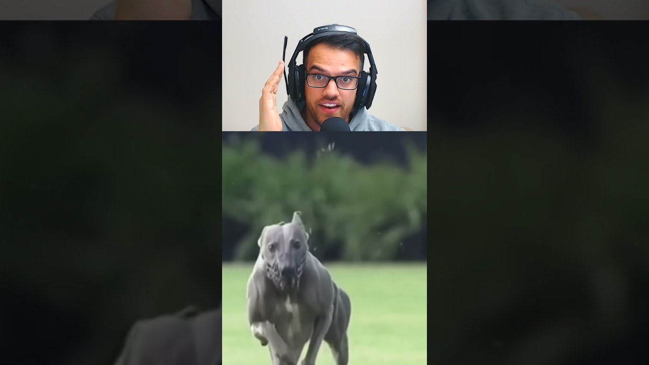 FASTEST DOG IN THE WORLD !