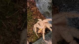 Part 2 H. Davidbowie Eating Roach