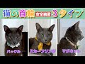 猫の首輪比較してみた