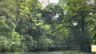 El Yunque National Park / Rainforest puertorico rainforest vlog windingroads elyunquerainforest