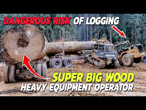 Extreme Dangerous Big Logging Wood! Heavy Equipment Skill Load Super Huge Timber