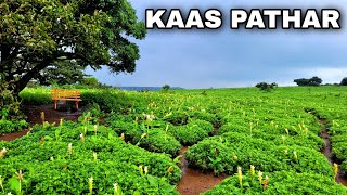 Kaas Pathar Satara 2022 | कास पठार | Kaas Plateau | The Valley Of Flowers Maharashtra