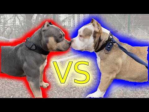 როგორ შეხვდა ჩემი ახალი ძაღლი ჩემ სხვა ძაღლებს?!