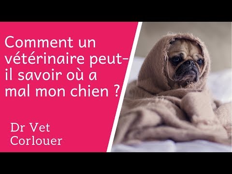 Vidéo: Pourquoi le vétérinaire de mon chien charge-t-il autant?