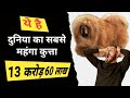ये हे दुनिया का सबसे महंगा कुत्ता #shorts #youtubeshorts