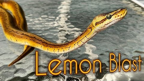 Lemon Blast ♂ - Ball Python - Outdoors