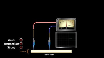 How to measure the Resting Potential?