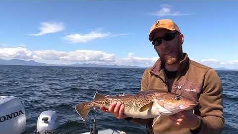 What is a Pacific Cod or True Cod
