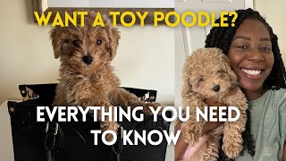 I got a puppy! pros & cons of toy poodle, how much did I spend & what to do when you get a new puppy