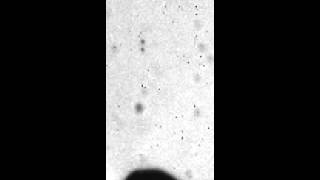 High-Speed Imaging of Drops and Bubbles: Supplemental Video 7