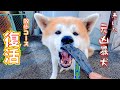元噛む秋田犬アキラ 以前の散歩コースへ復活!