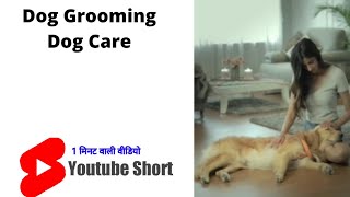 Dog | Dog grooming | Dog care | #shorts | #youtubeshorts | #shortsfeed