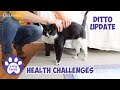 DITTO UPDATE! - Health Challenges - Channel Update - Lucky Ferals S5 E8