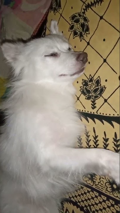 while-sleeping-always-my-dog-shivering-like-this-it-s-scary-for-me