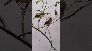 udah pada pinter terbang waktunya di latih di atas pohoh# #birds # #burung #shorts #burungjinak
