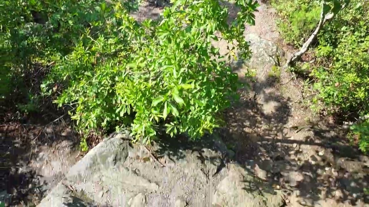 Business trip from INDIA to USA (ATLANTA)Part 169-South Carolina 🇺🇸