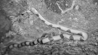 Eastern Tiger Snake hunting on the camera tree 2/9/26 @djumacam