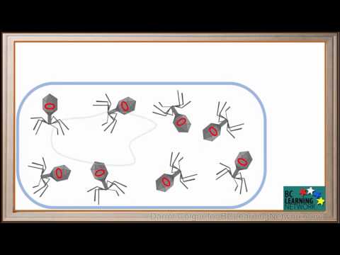 BCLN - How a virus infects a bacterial cell - Biology