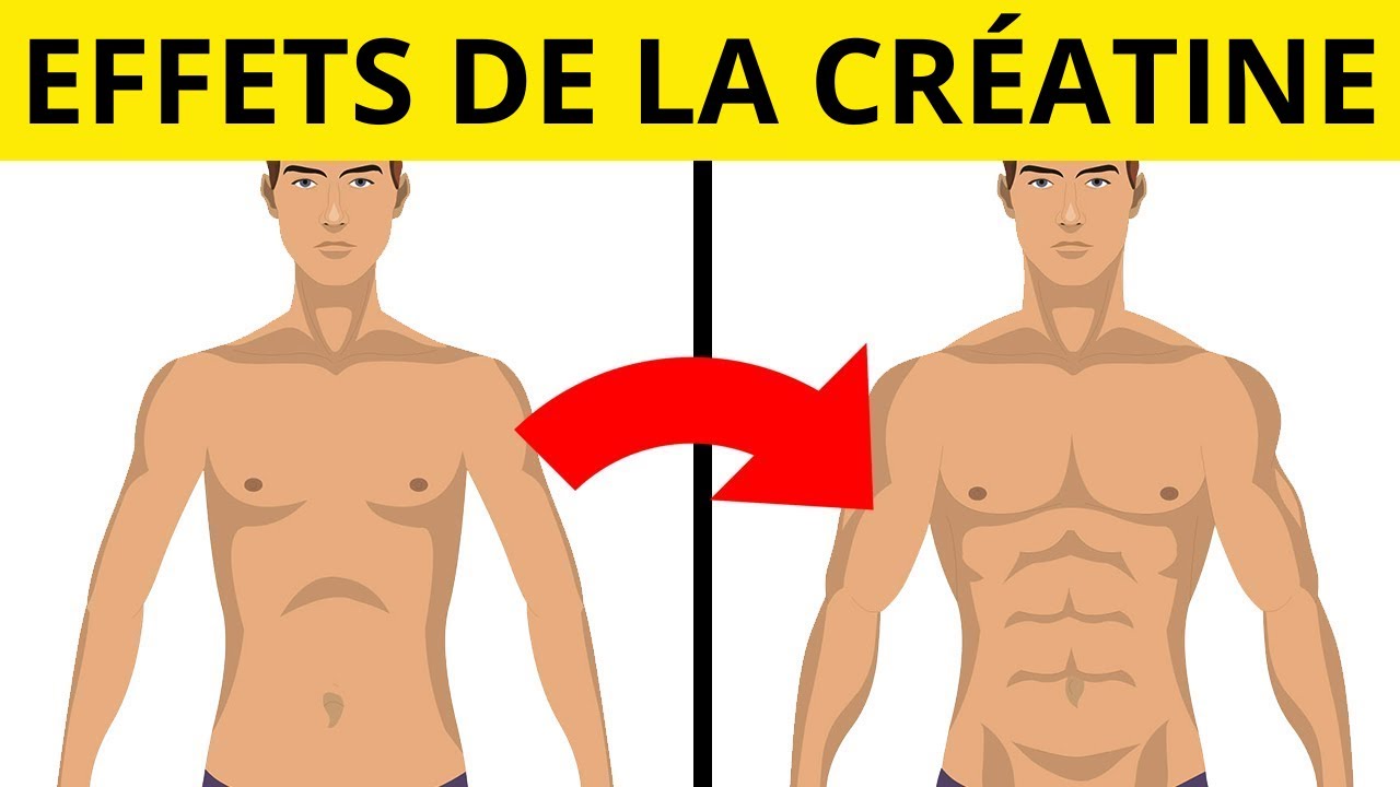 Quel effet la créatine a t'elle sur vos gains musculaires