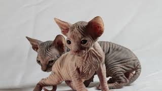 Кошки. Стихи про кошек. Кошки. Стихи про кошек.