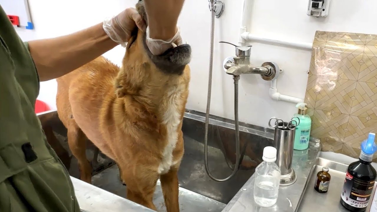 Heartwarming Dog Rescue – From Pain to Full Recovery | True Story - YouTube