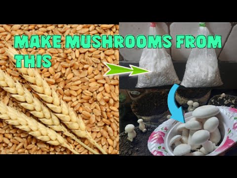 Video: Where Can You Buy Champignon Mushroom Seeds