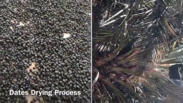 AJWA Dates Farm| 7 dates in the morning to get safe | Hadith Holy Prophet P.B.U.H | Flying Tourist