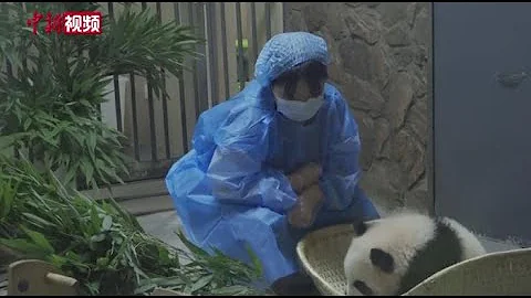 日本姑娘成都饲养大熊猫   用四川话撸猫 - 天天要闻