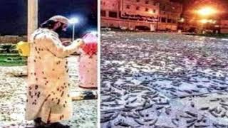 Sign of the End Apocalyptic plague of locusts descend on Mecca