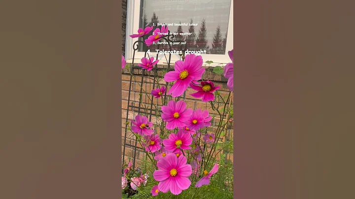 9 reasons why I love to grow Radiance Cosmos - DayDayNews